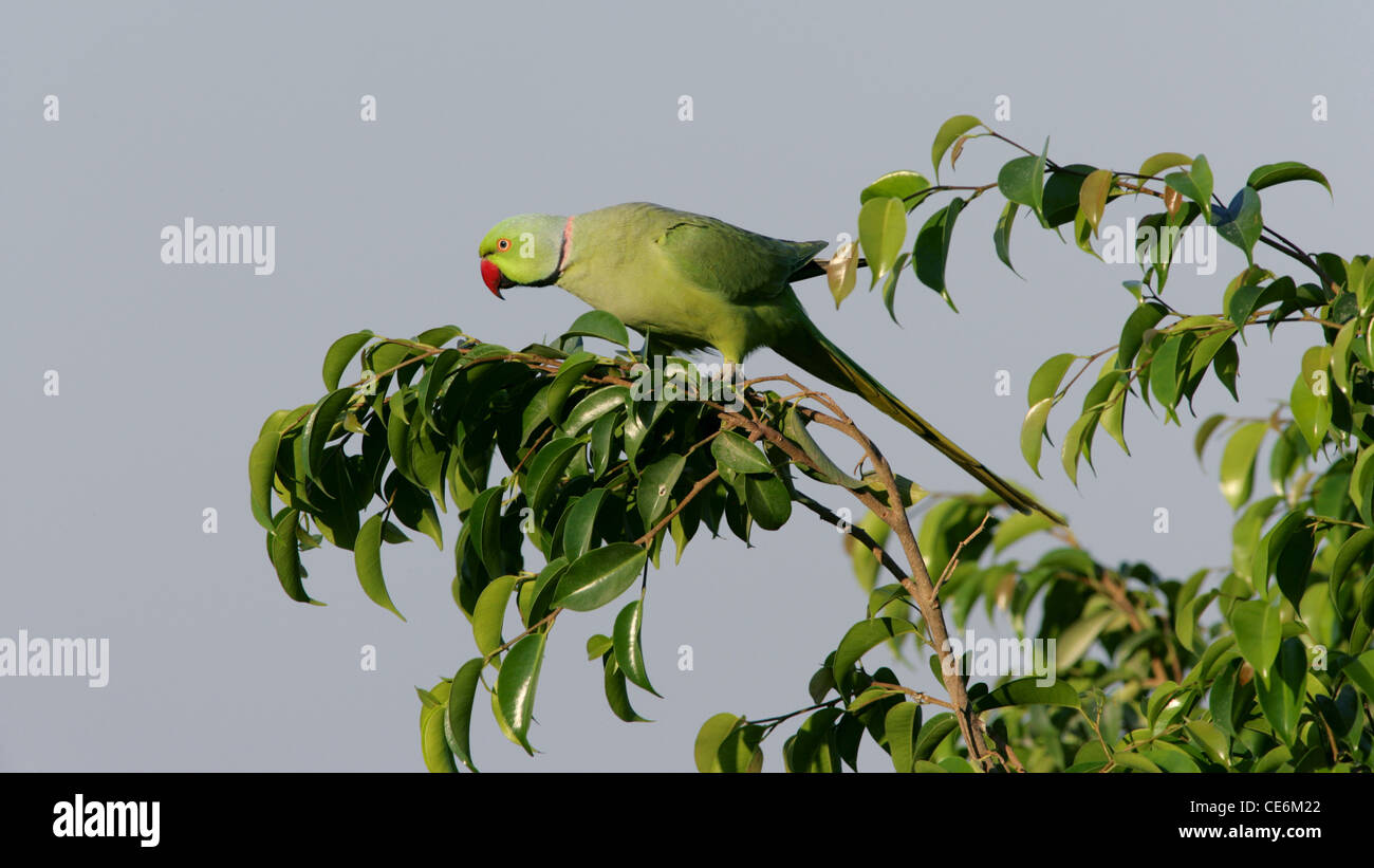 A male Ringnecked Parakeet, Dubai, United Arab Emirates. Stock Photo