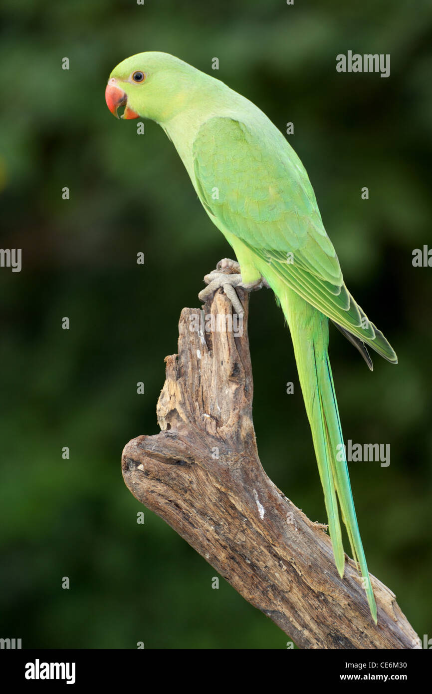 A female Ringnecked Parakeet photographed in Dubai in the United Arab Emirates. Stock Photo