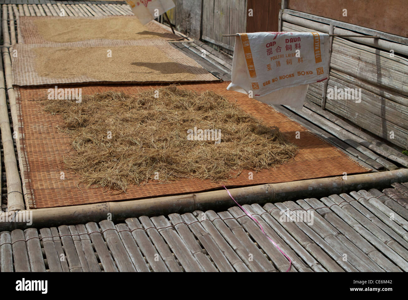 Drying rice on longhouse floor in sarawak Stock Photo