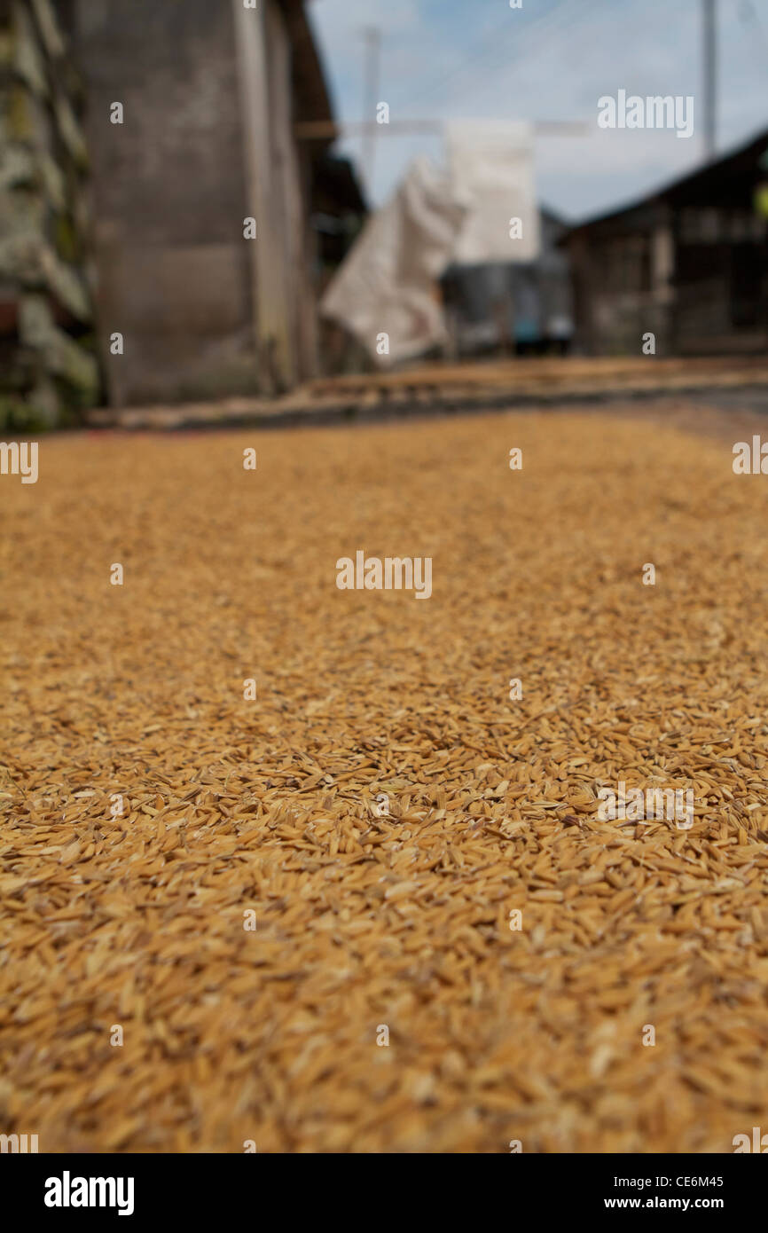 Drying rice on longhouse floor in sarawak Stock Photo