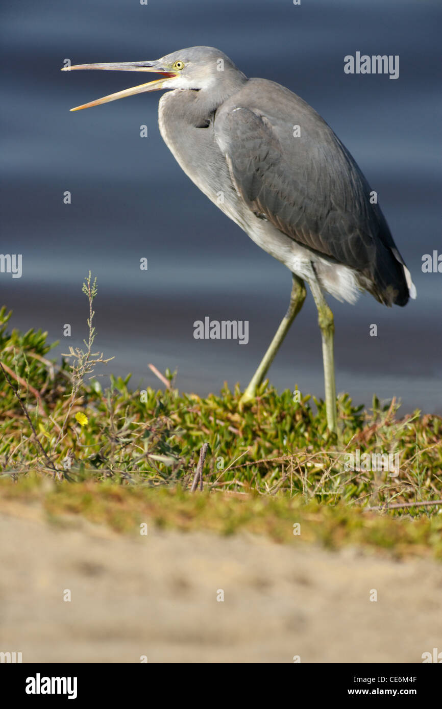 A dark phase (dark morph) Western Reef Heron, Egretta gularis, also known as the Western Reef Egret. Stock Photo