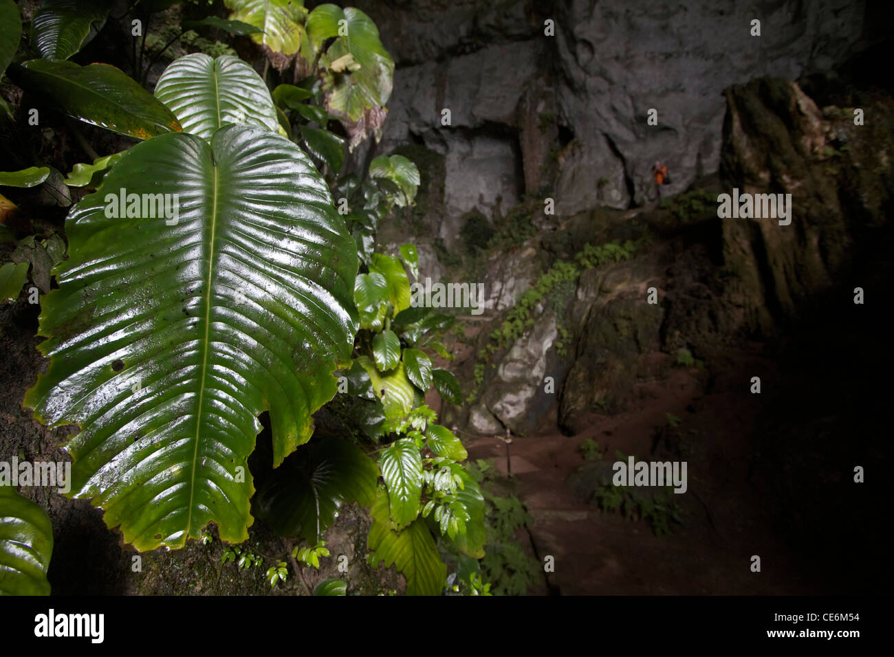 Green plant inside the Fairy cave, Sarawak Stock Photo