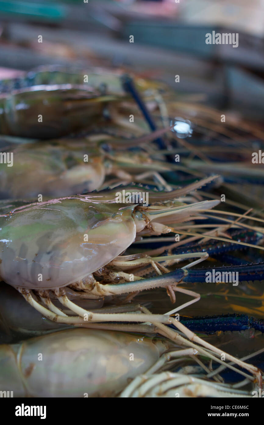 Malaysian prawns to sell at the pasar tamu dbku night market, Kuching Stock Photo