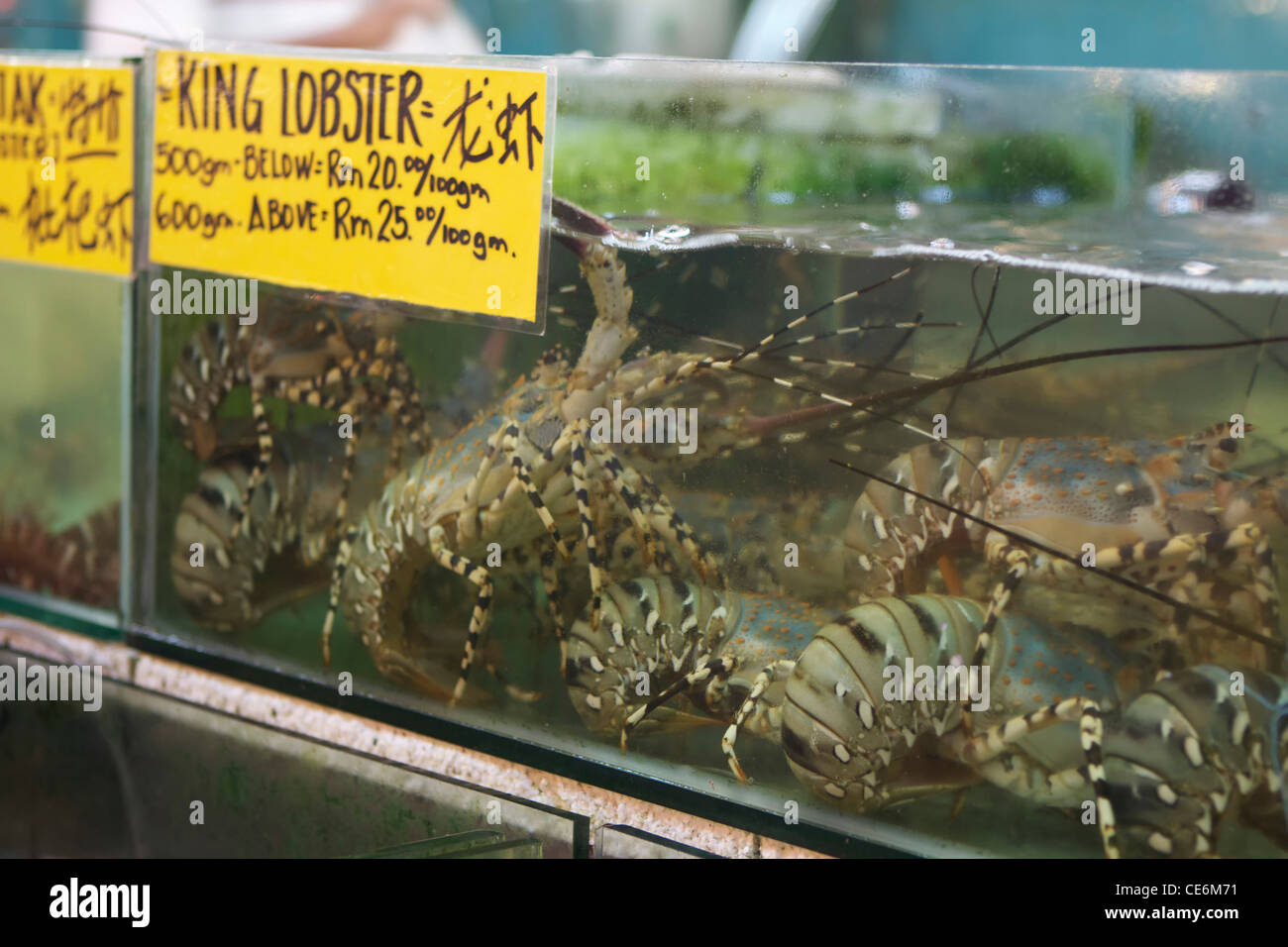 king lobsters in a restaurant aquarium, Kota Kinabalu Stock Photo