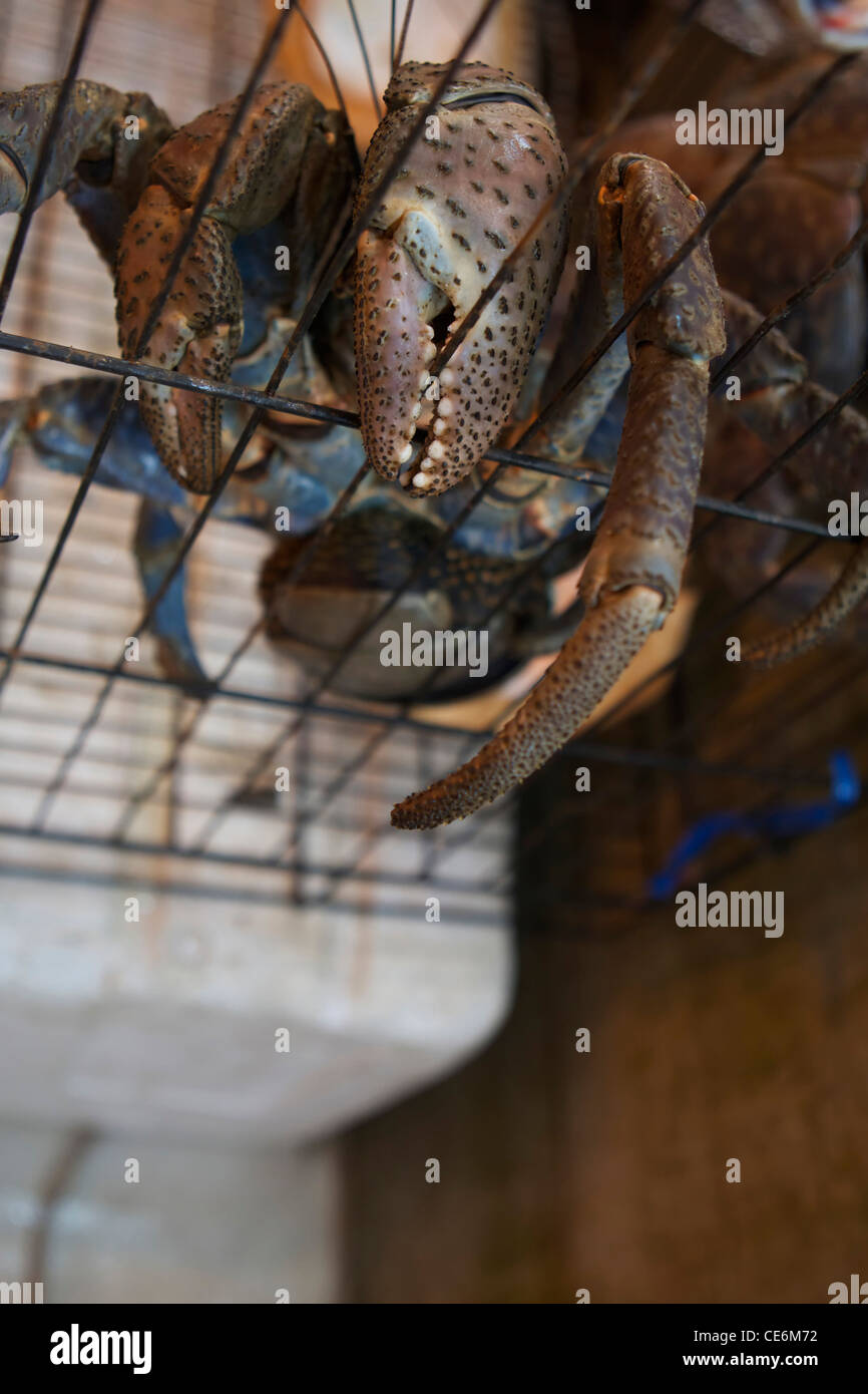 coconut crab in cage, Kota kinabalu Stock Photo