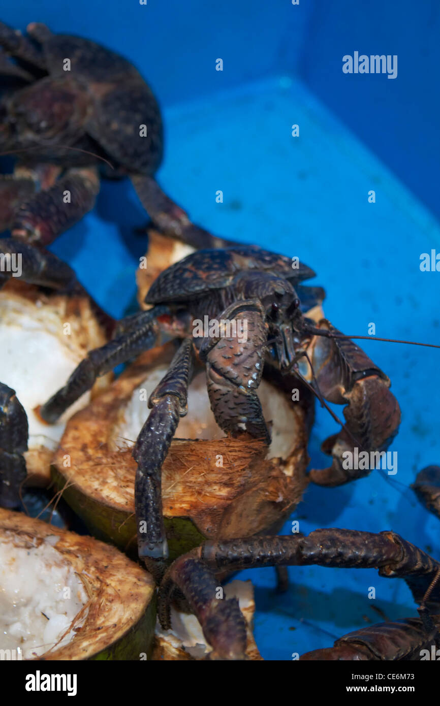 coconut crab in a blue basin, Kota kinabalu Stock Photo