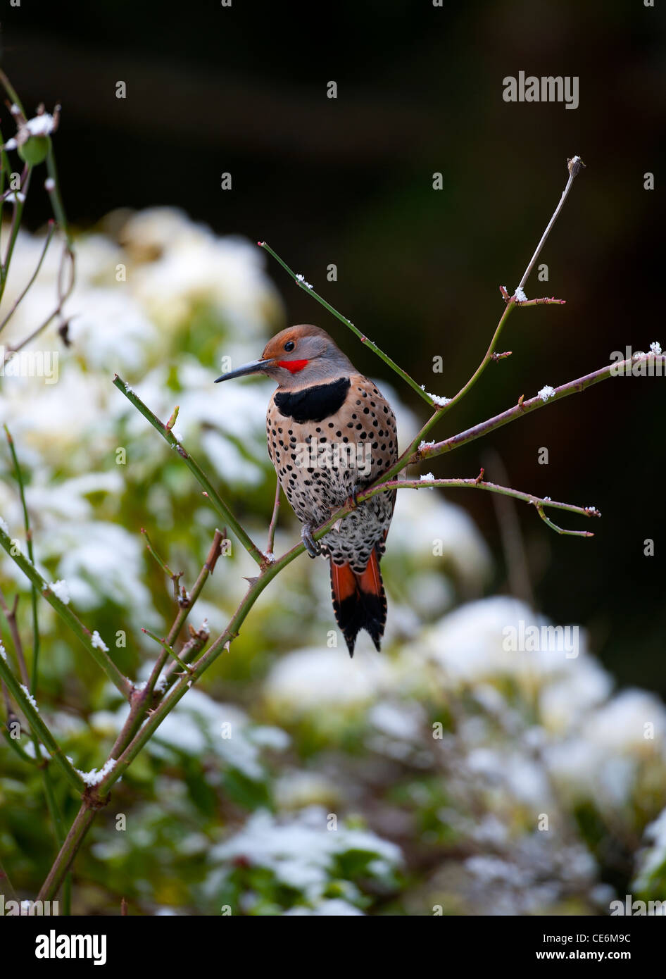 Northern Flicker Woodpecker, British Columbia. Canada.   SCO 7873 Stock Photo