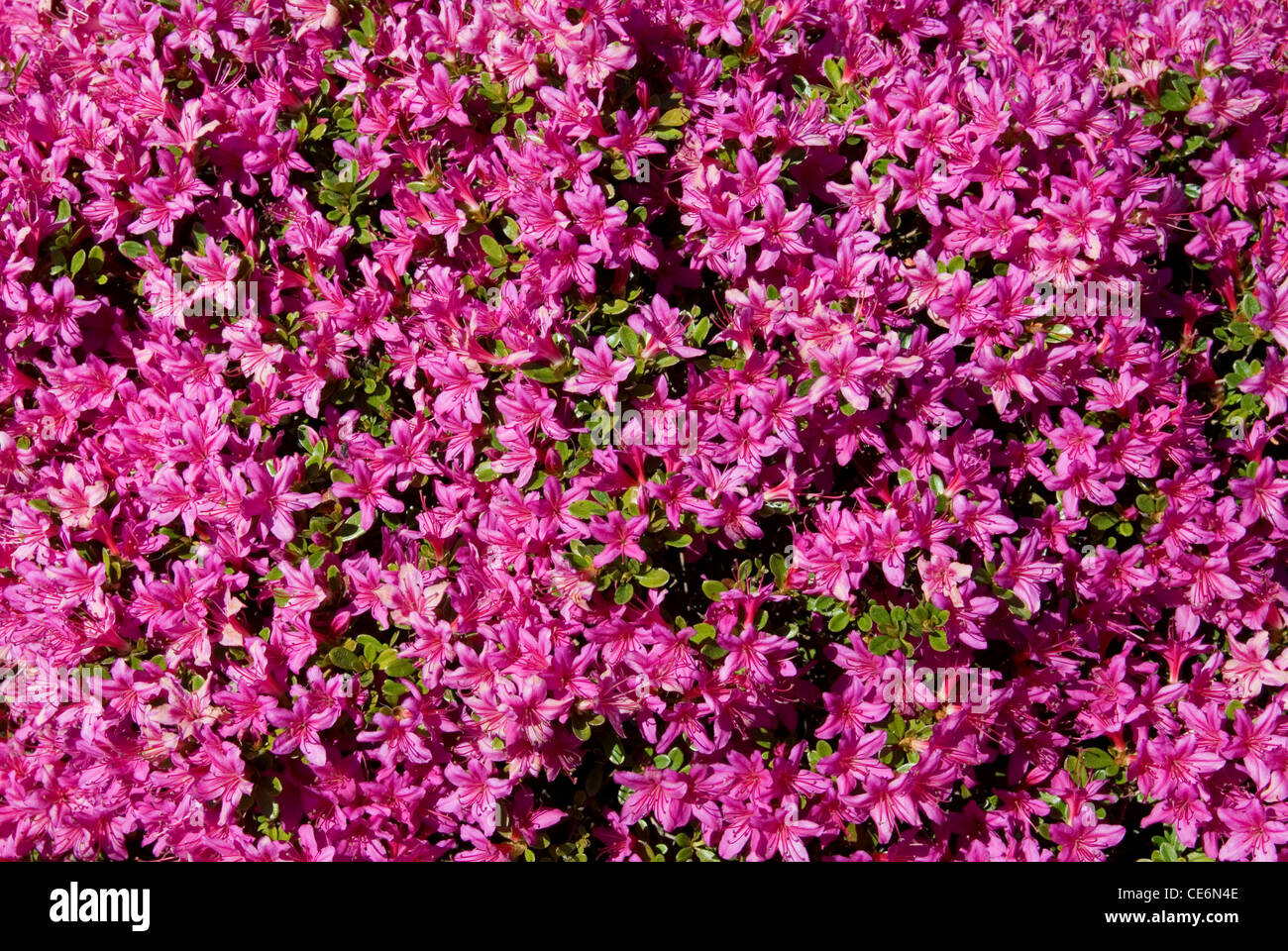 An Azalea in full Spring flower Stock Photo - Alamy