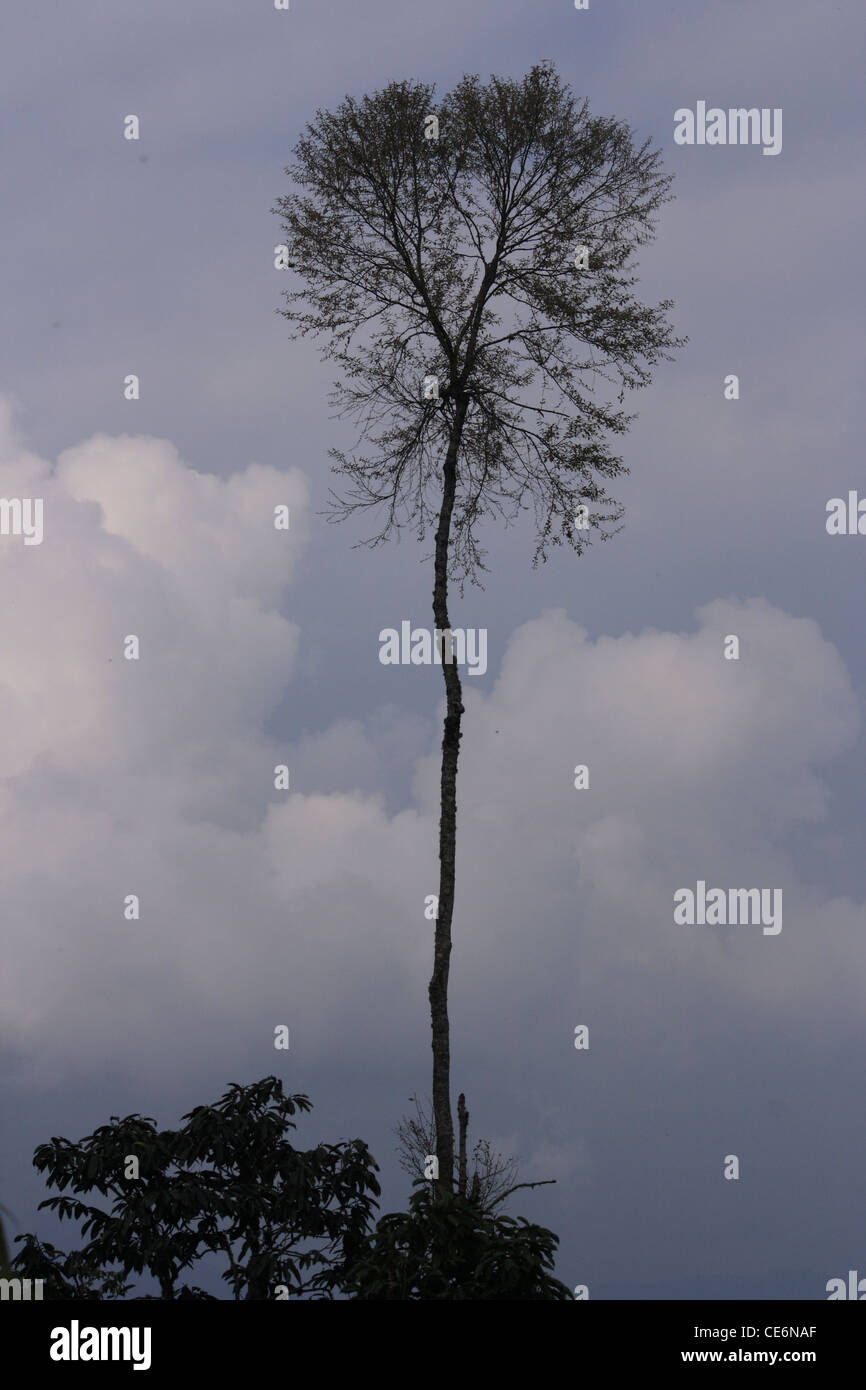 Lone Himalayan tree, Sikkim Stock Photo