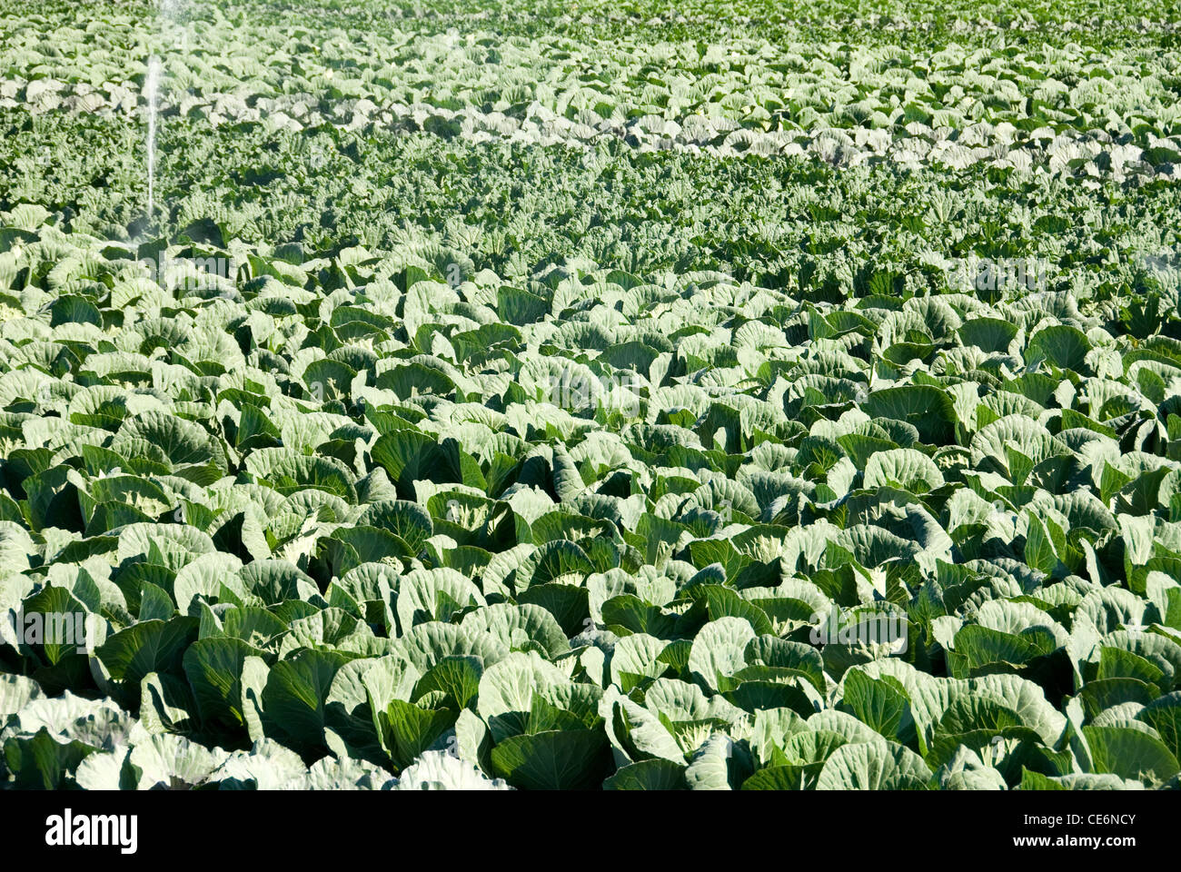 Cabbages growing in an irrigated market garden Stock Photo Alamy