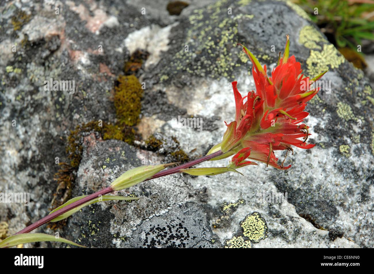 Indian Paintbrush flower (castilleja) on a rock with moss, located in
