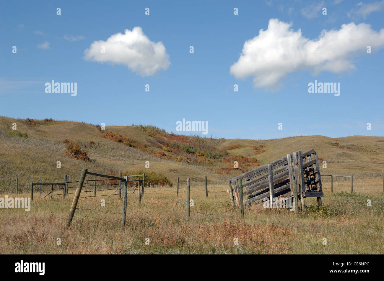 An old wooden cattle loading ramp and fence located in a field. Stock Photo