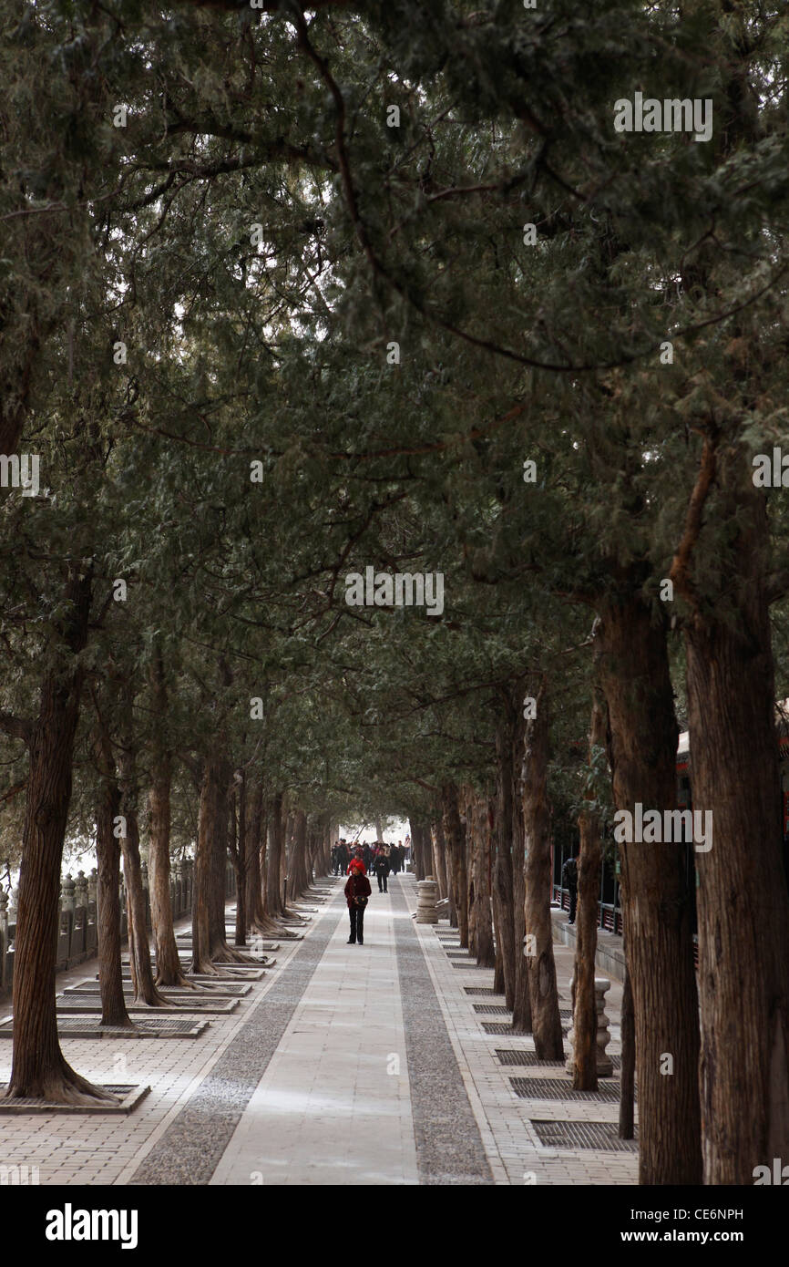 Tree lined street. Beijing, China Stock Photo