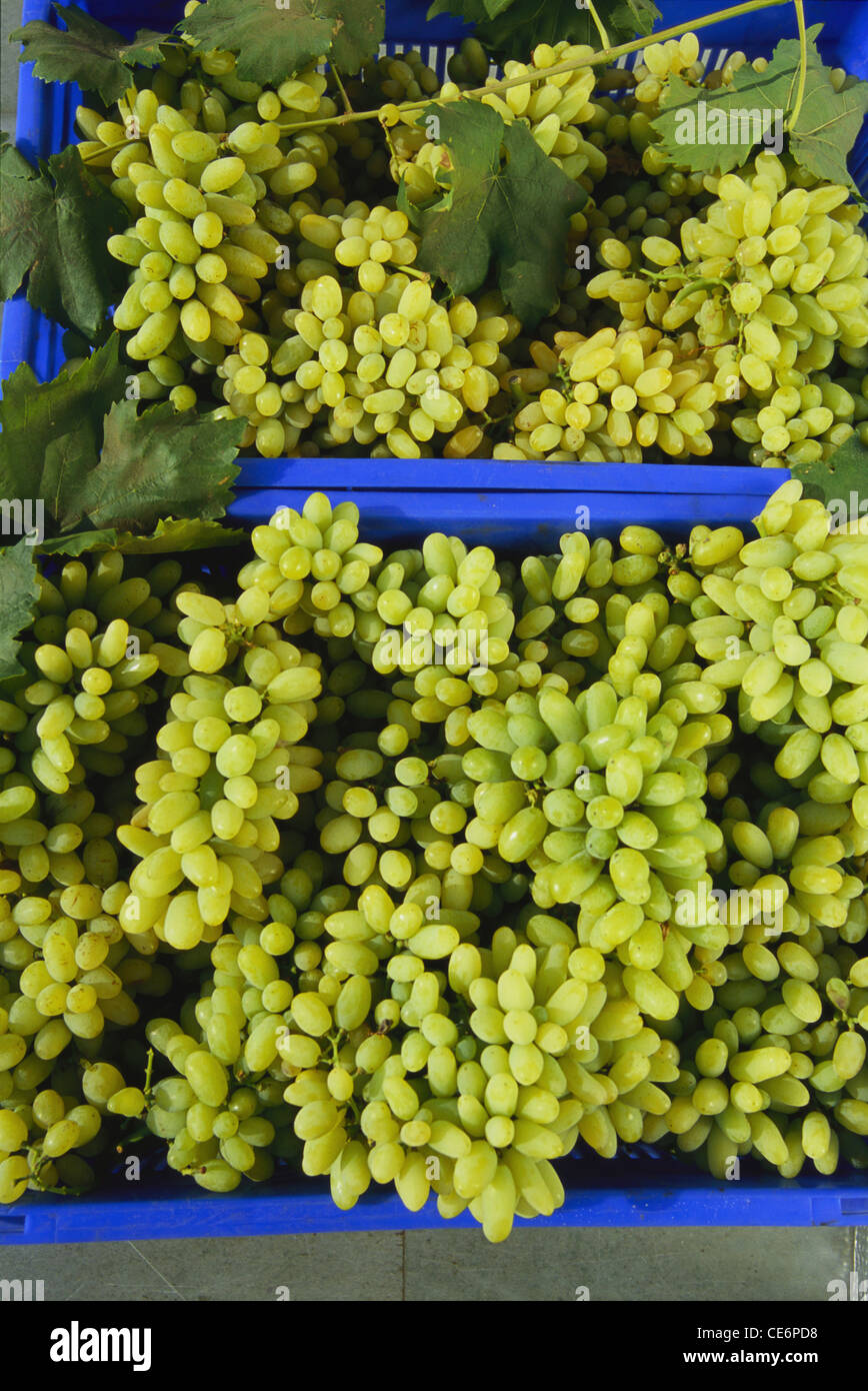 fresh just plucked green grapes in blue plastic buckets ; nashik ; maharashtra ; india Stock Photo