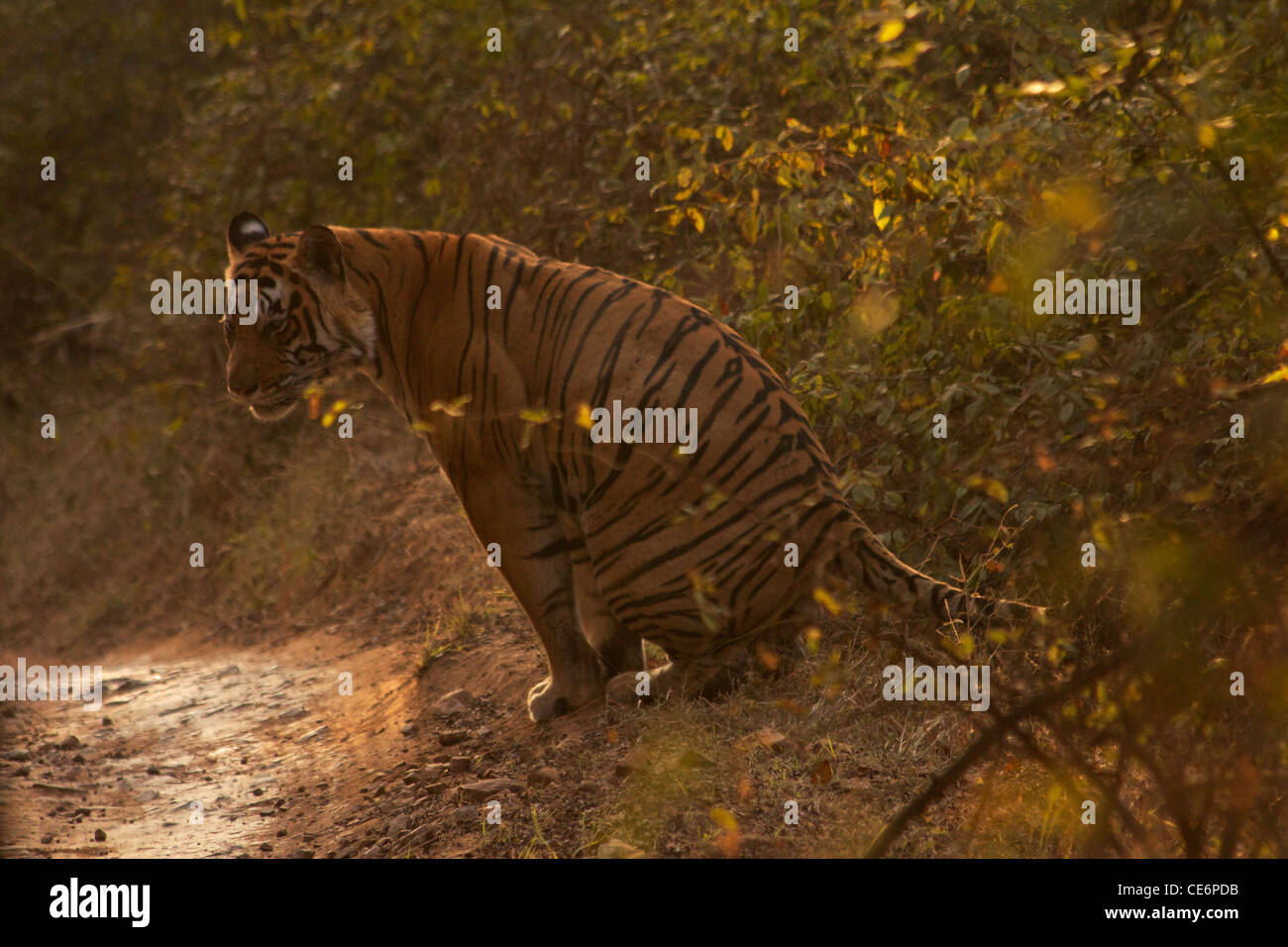 An adult male tiger sits by the road in Ranthambhore NP, India Stock Photo