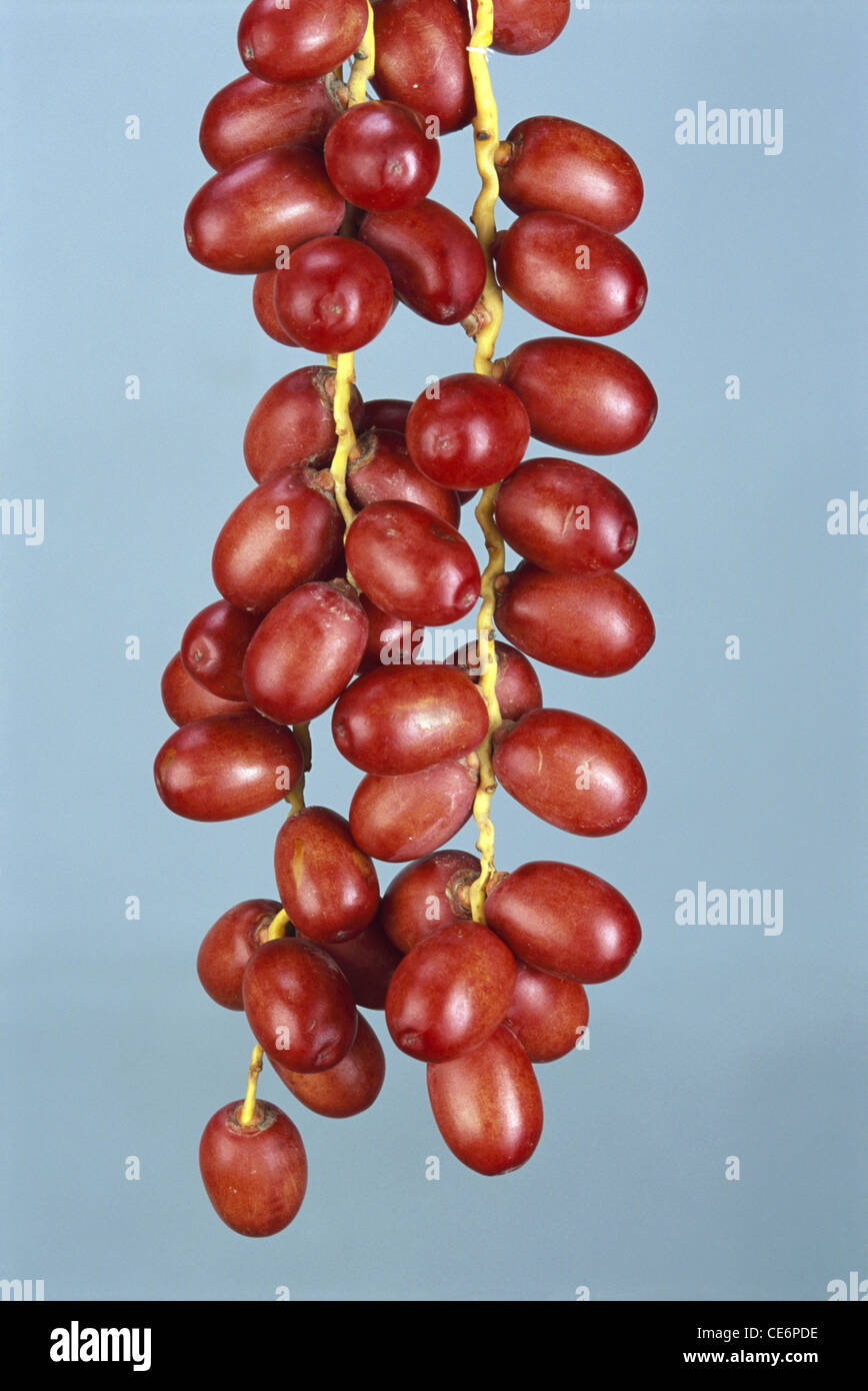Date palm fruit ; Date fruit tree ; Kharjur ; Phoenix Sylvestris Roxb