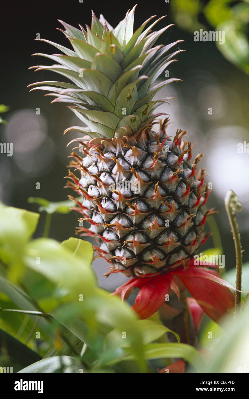 Pineapple fruit growing on tree ; kerala ; india ; asia Stock Photo Alamy