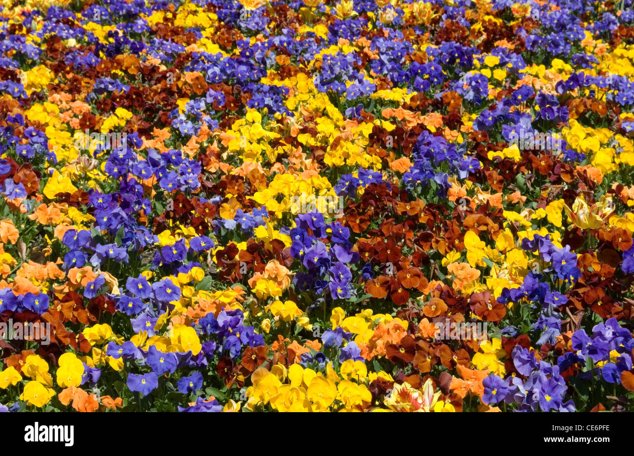 A colourful Springtime floral display at Floriade, Canberra, Australia Stock Photo