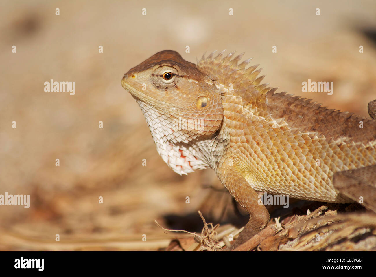 Lizard in Palolem, Goa, India Stock Photo