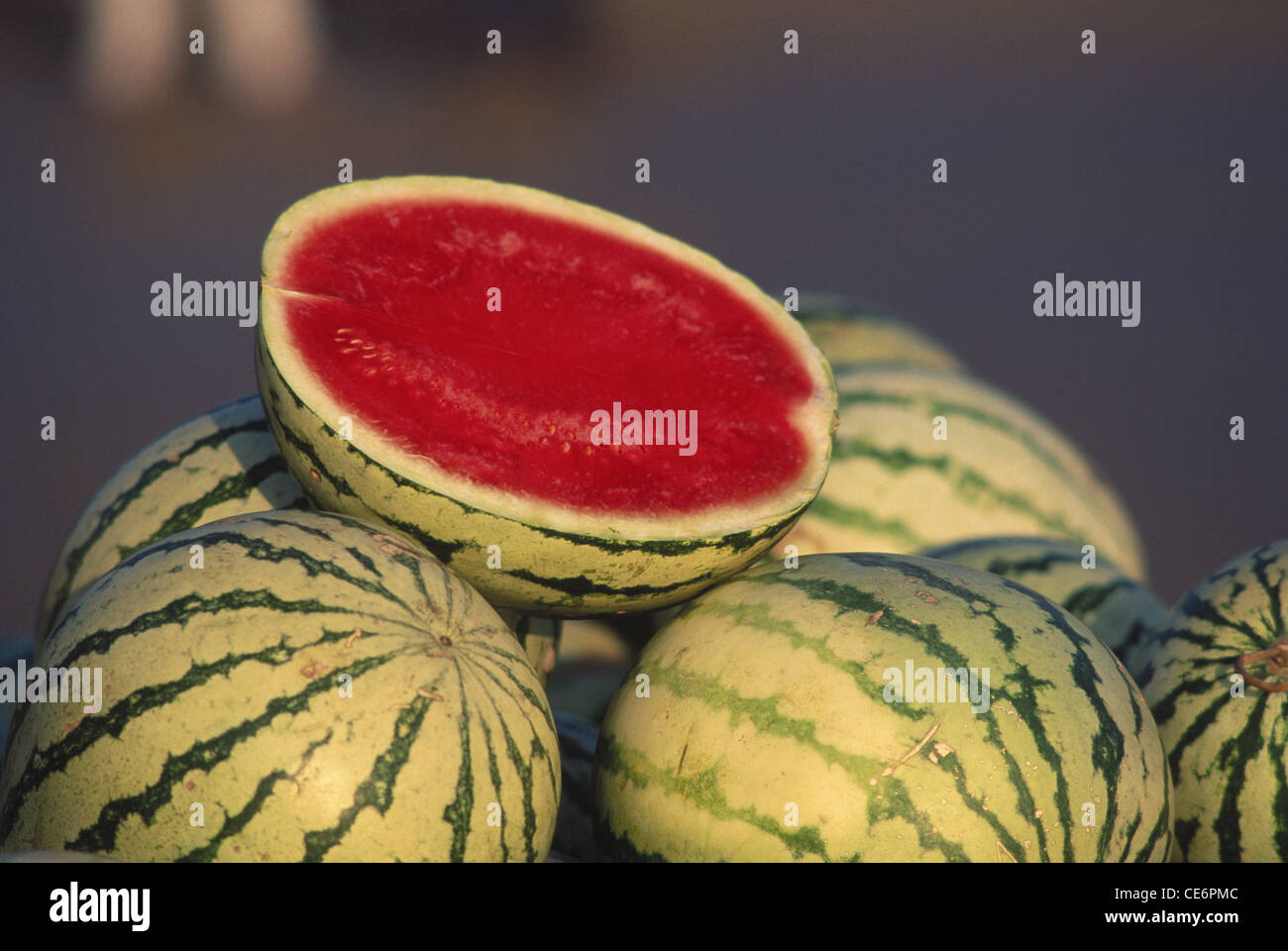 Watermelon fruit ; watermelons fruit with light and dark green stripes