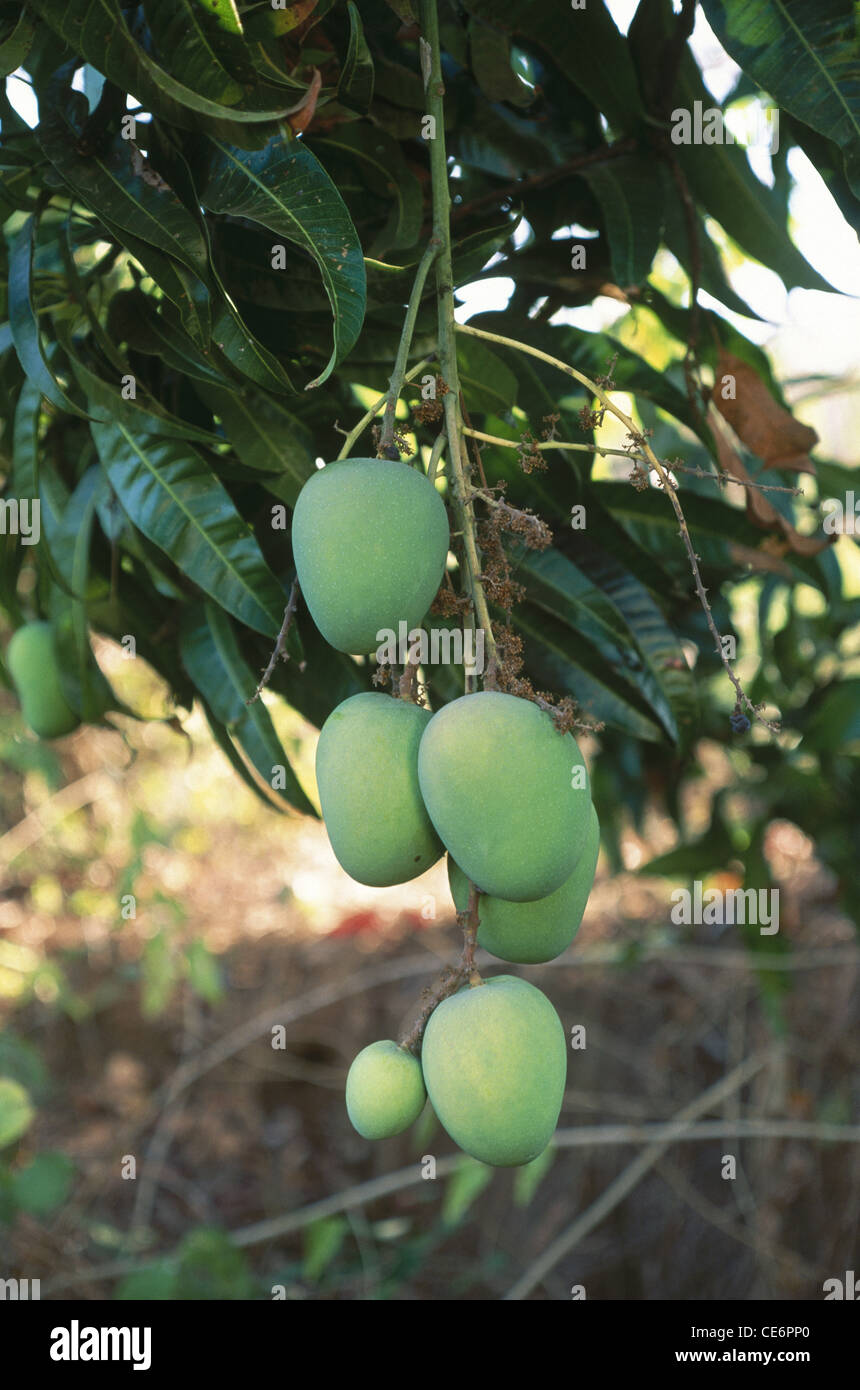 Mango fruits on tree ; Alphonso Mango fruit tree ; King of the fruits