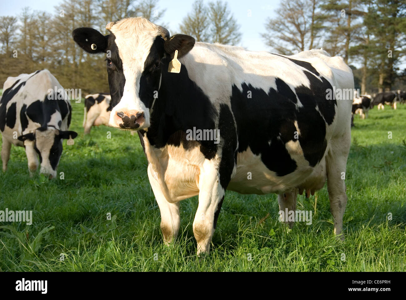 Holstein Friesian Cows on a Dairy Farm near Moss Vale, New South Wales