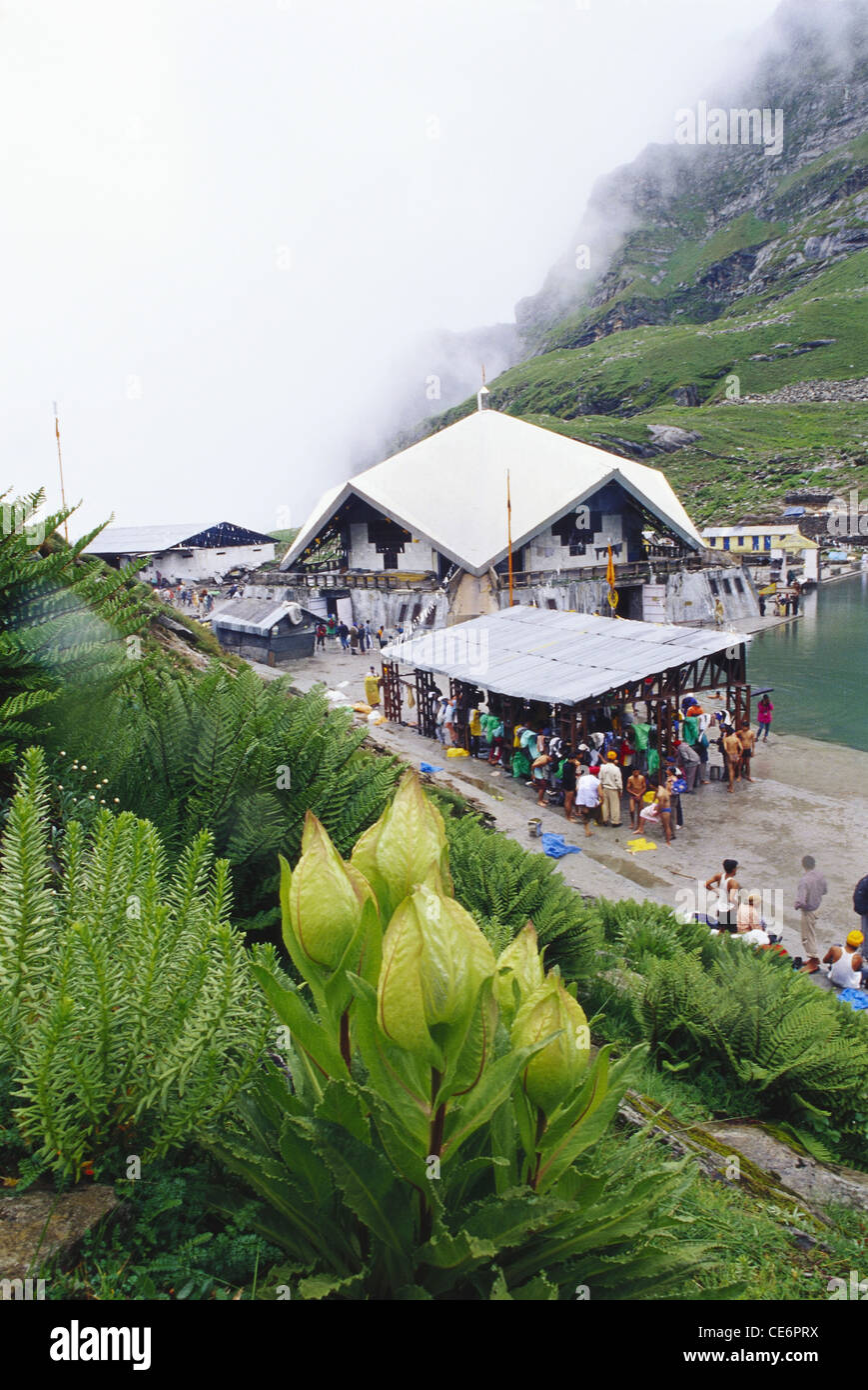 Saussurea obvallata ; Brahma Kamal at Hemkund Sahib Sikh Gurudwara