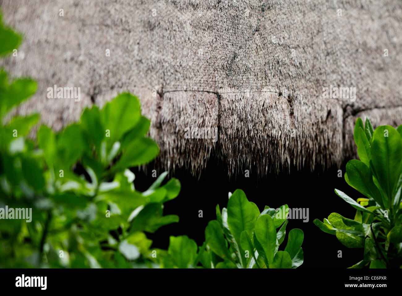 cropped shot of thatched hut Stock Photo