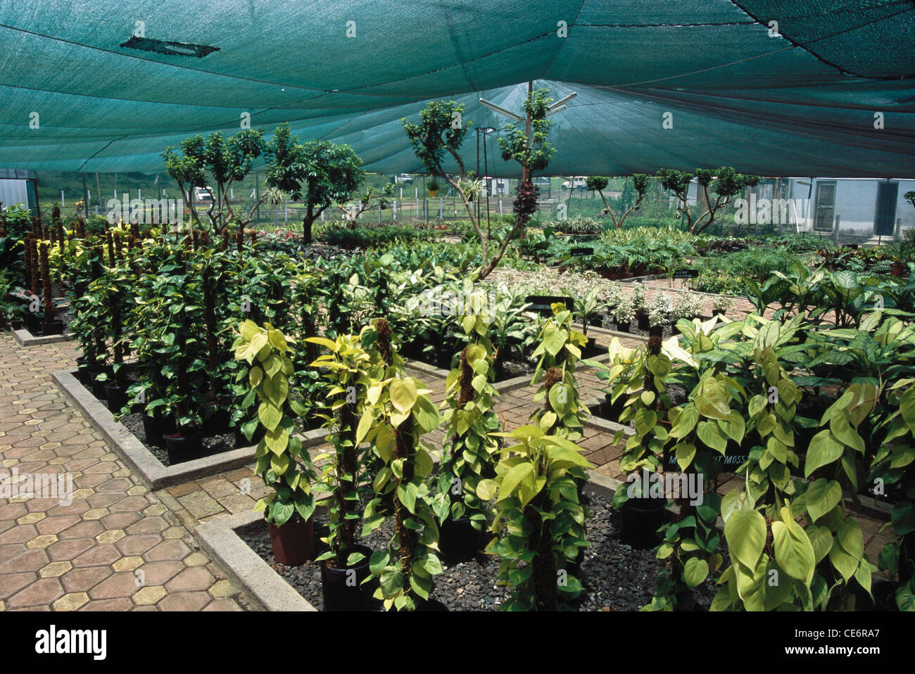 Polyhouse ; Greenhouse at karjat ; maharashtra ; india ; asia Stock