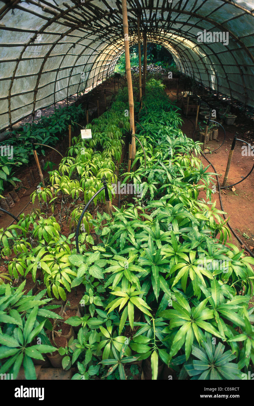 MBT 85765 greenhouse mango tree saplings ; kankavali ; maharashtra Stock Photo 43176024 Alamy