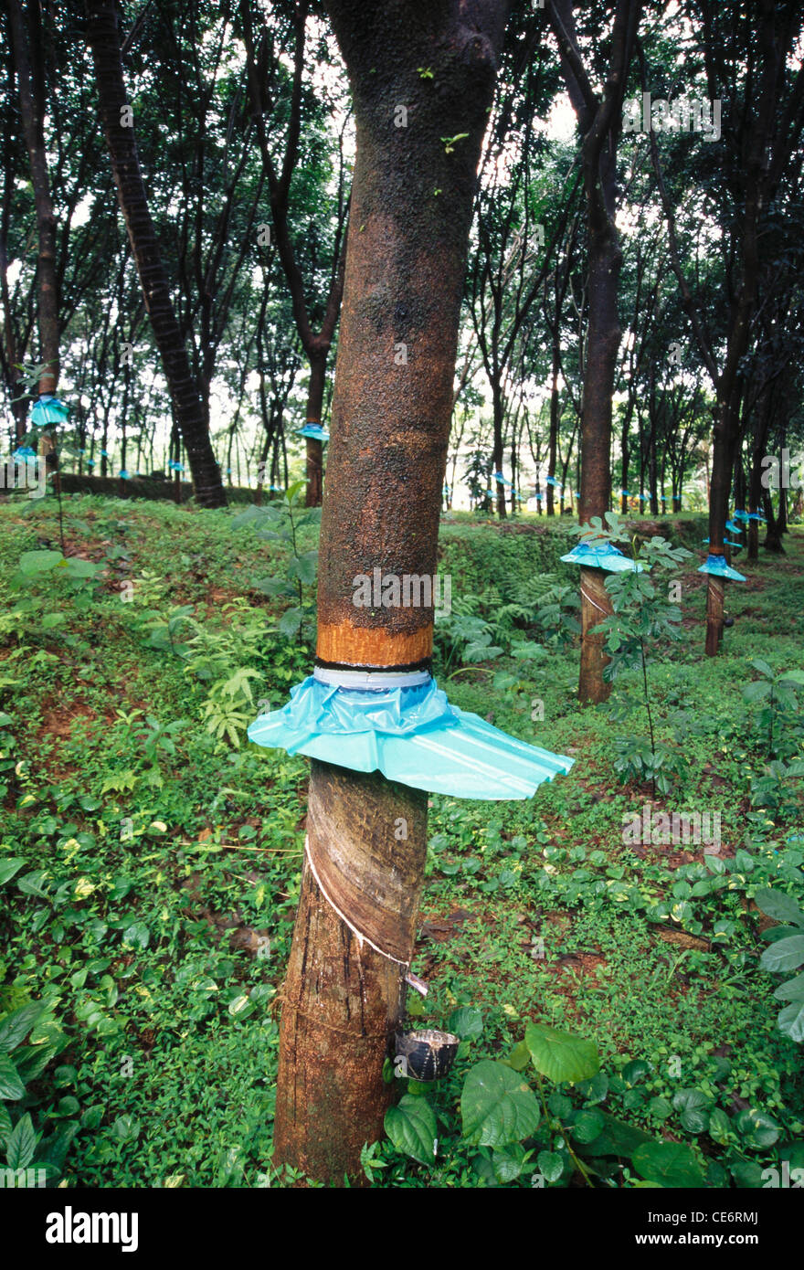 BPM 85856 : collecting natural rubber sap in rubber tree farm plantation kerala india Stock Photo