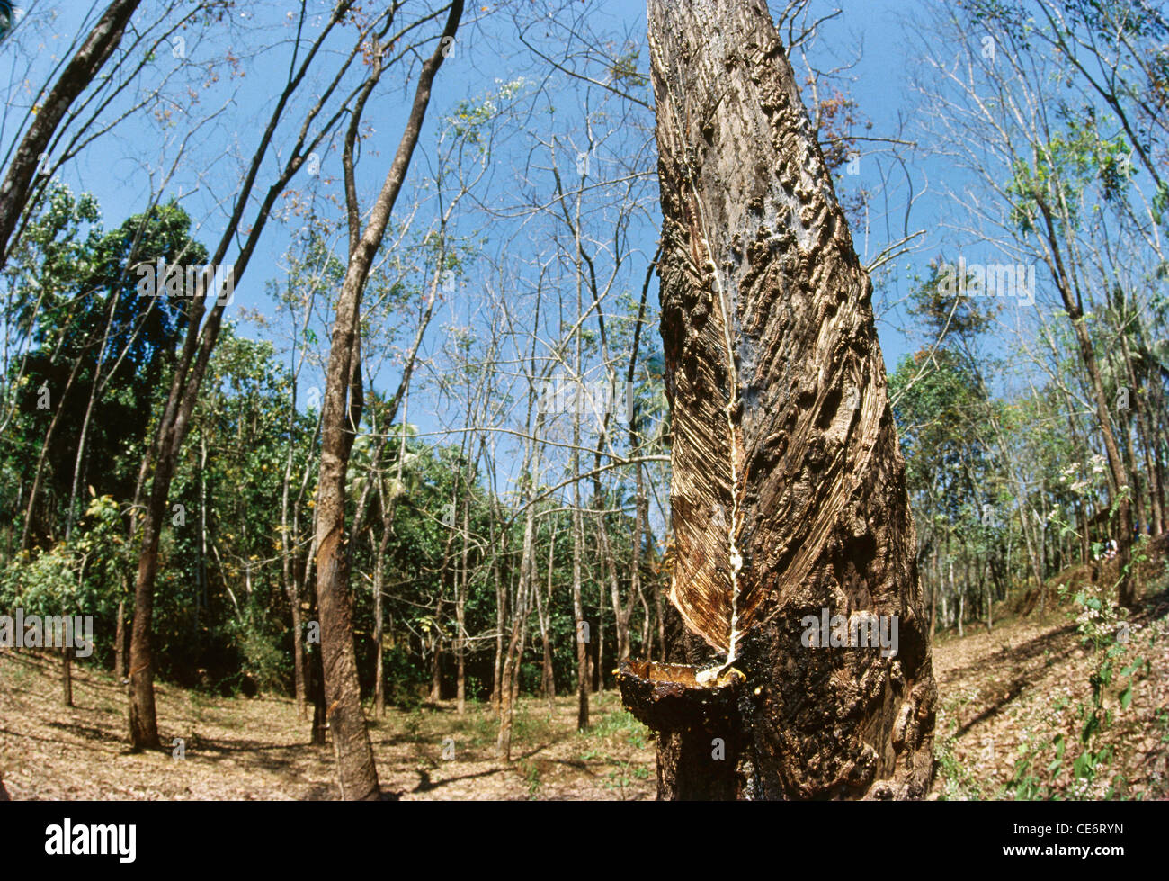 HMA 85854 : rubber tree plantation tapping for latex sap kerala india Stock Photo