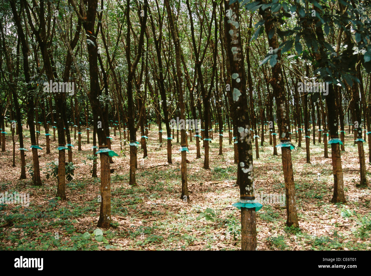 Rubber tree plantation ; kerala ; india ; asia Stock Photo