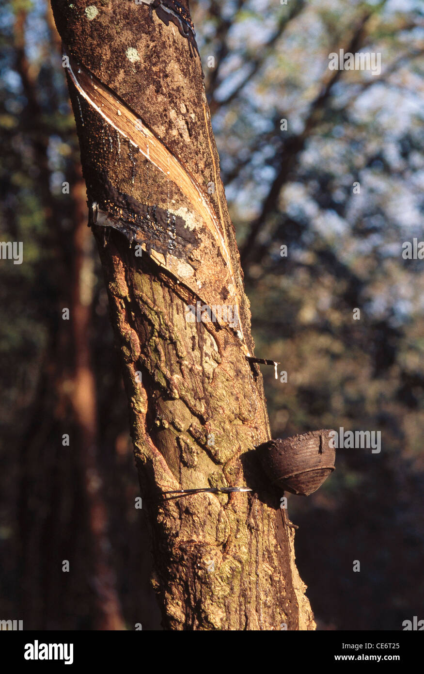 MAA 85852 : tapping the latex of rubber tree kerala india Stock Photo