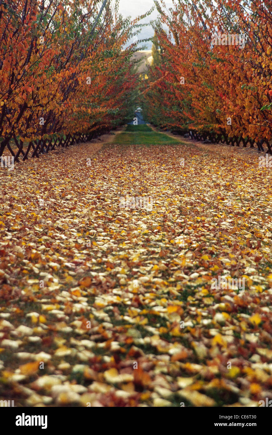 NMJ 87848 : carpet of fall colour leaf leaves season autumn at twizel new zealand Stock Photo