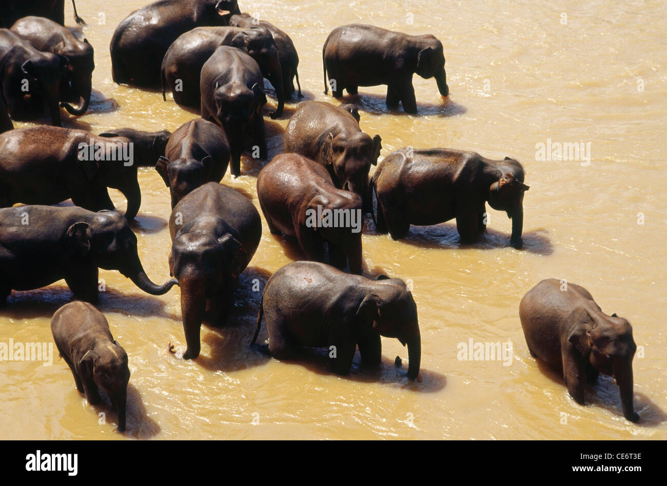 Elephant herd drinking bathing in river ; largest herd of captive elephants in the world