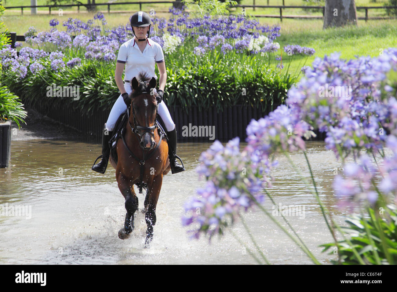 Horse Rider Crossing Water, Equestrian Event Stock Photo