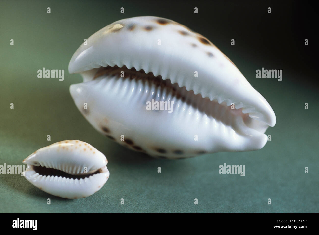 Conch shells Stock Photo: 43176601 - Alamy