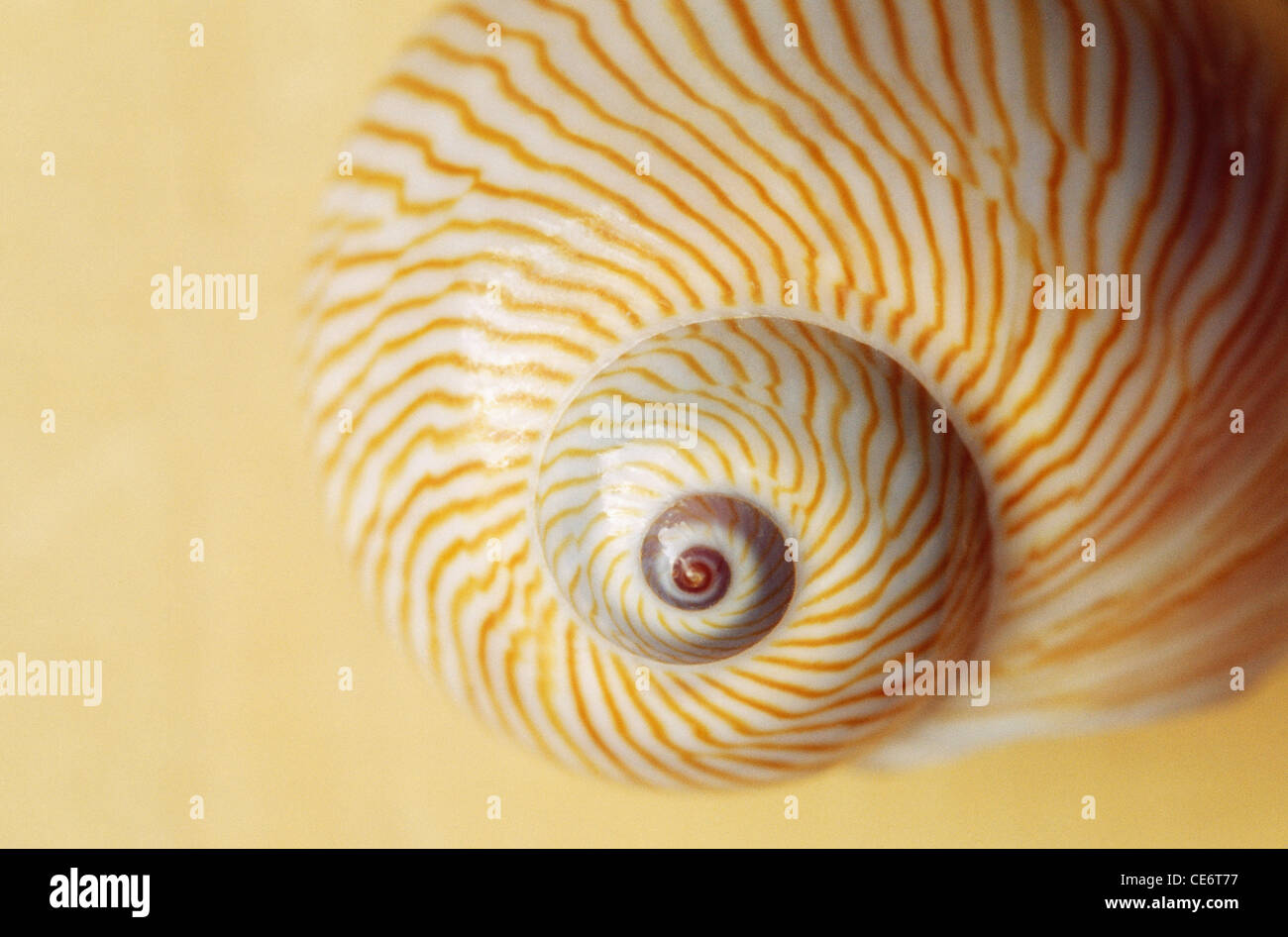 shell ; seashell ; sea shell ; india ; asia Stock Photo - Alamy