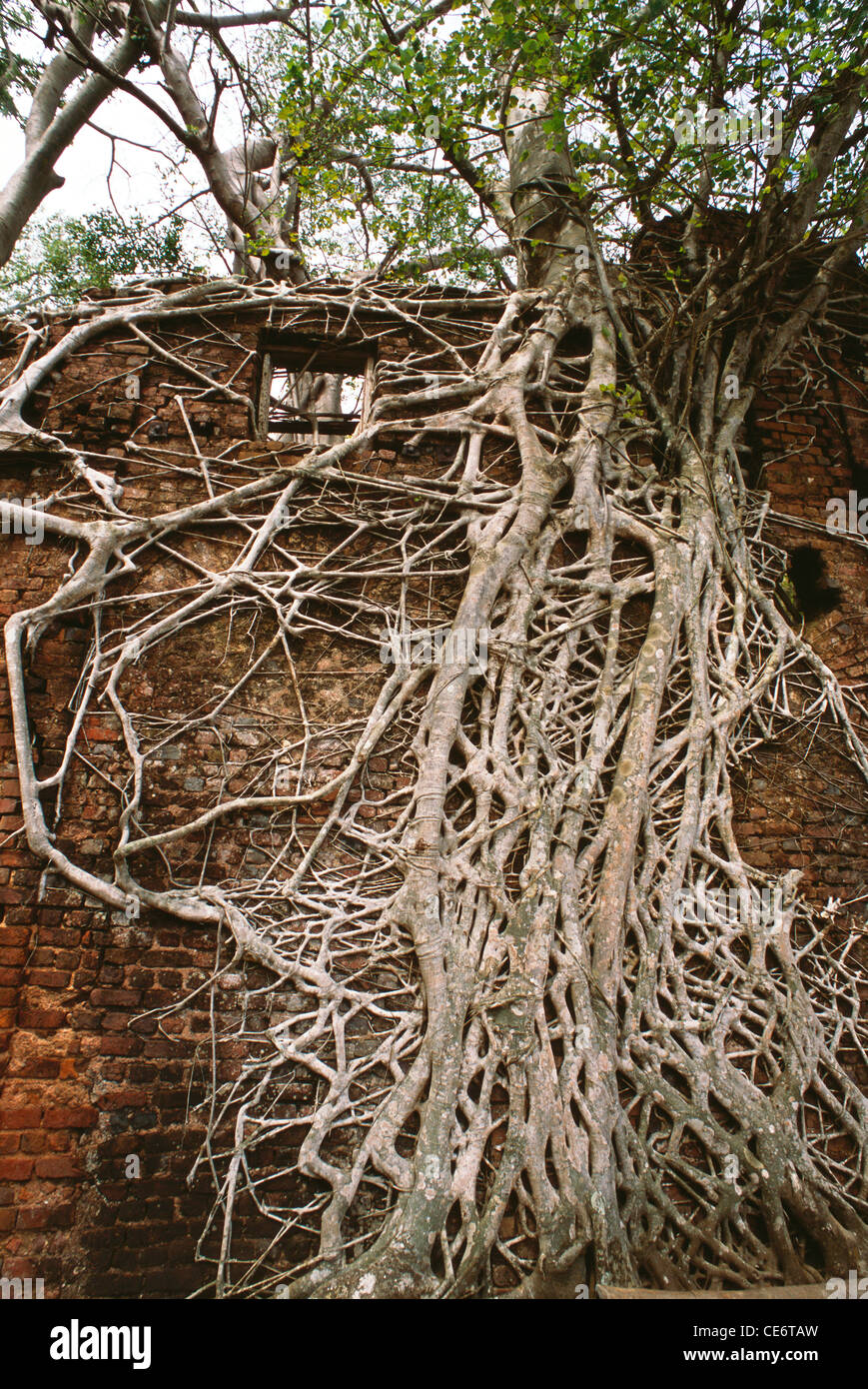 MAA 87969 : tree roots growing on brick house ross island andaman and nicobar island india Stock Photo