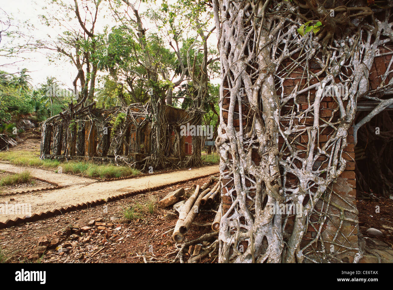 Tree roots growing on brick house ross island andaman and nicobar island india - maa 87970 Stock Photo