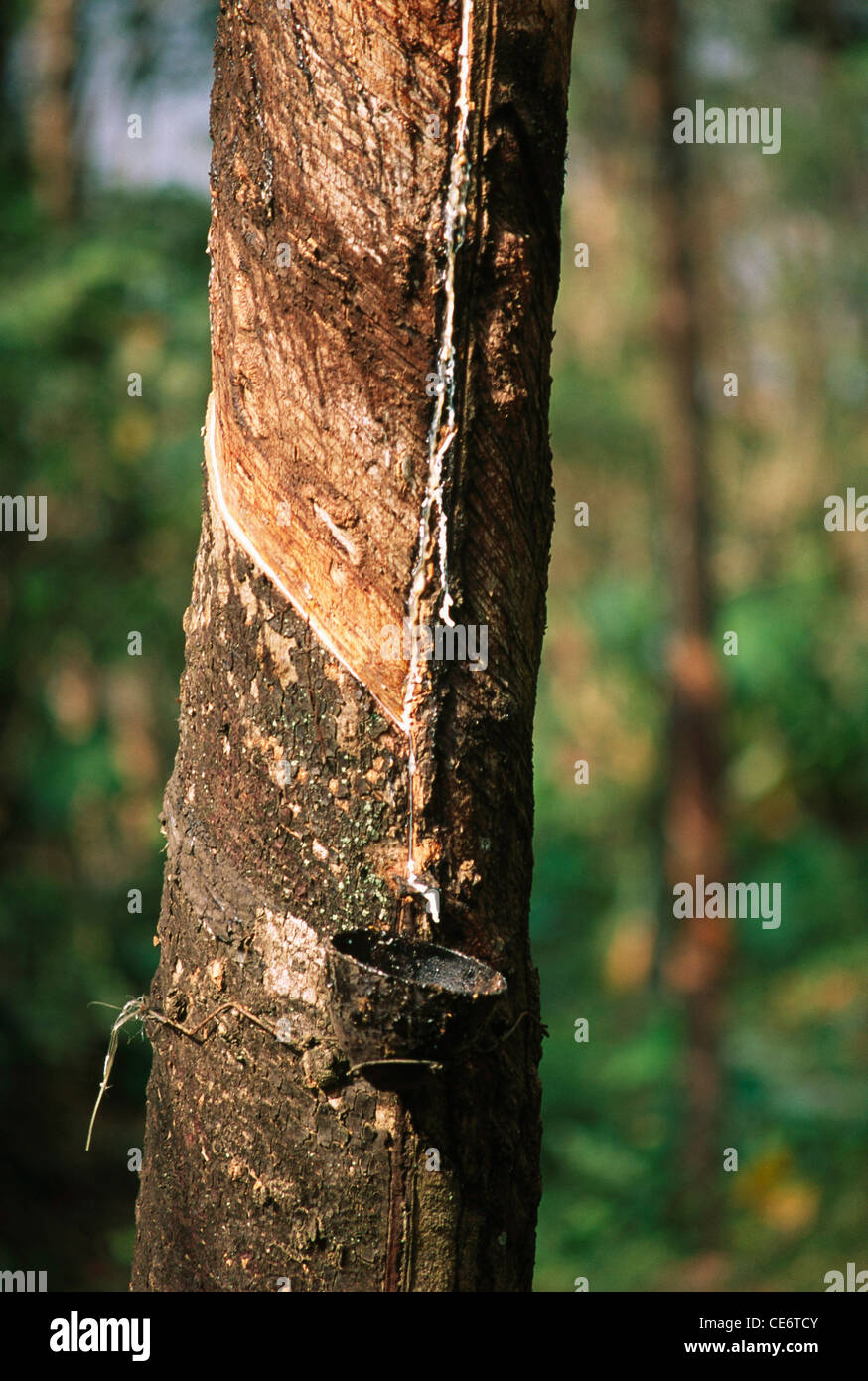 VPA 85853 : rubber tree with sap running into cup attached to the tree kerala india Stock Photo
