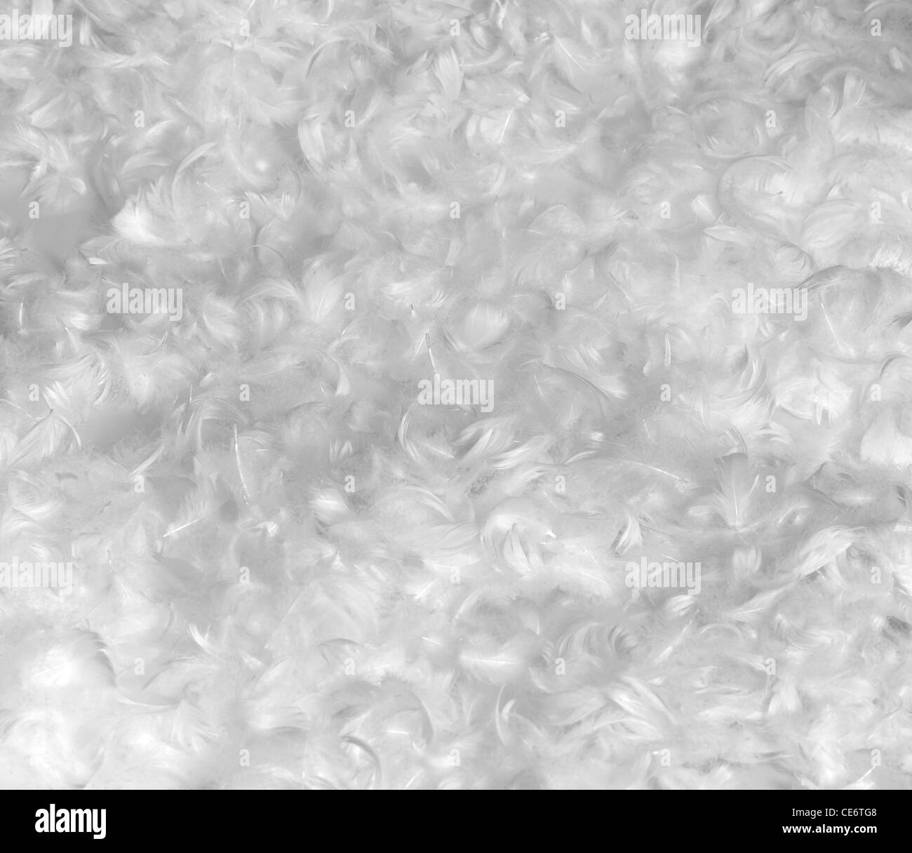 full frame background made with lots of down feathers Stock Photo