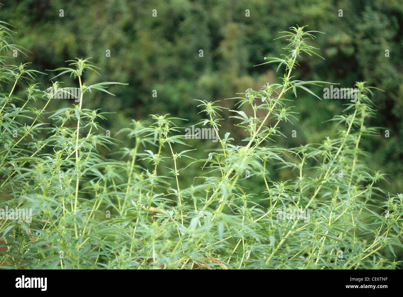 wild cannabis plant indian hemp ganja hashish marijuana drug  growing on roadside near koti himachal pradesh india Stock Photo