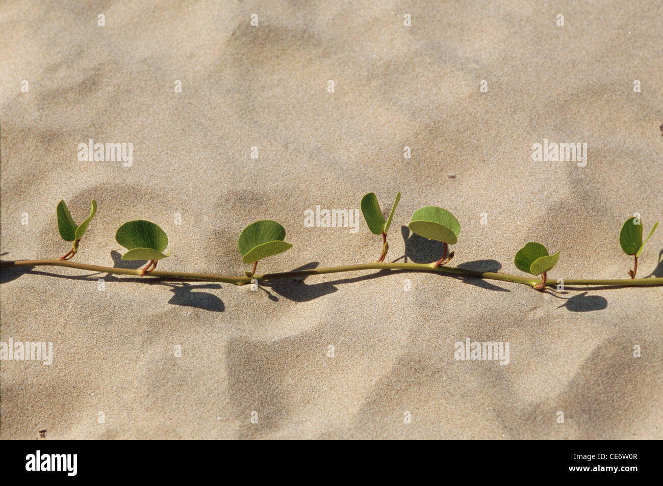 STP 85930 : green creeper plant growing on beach sand bhogwe beach