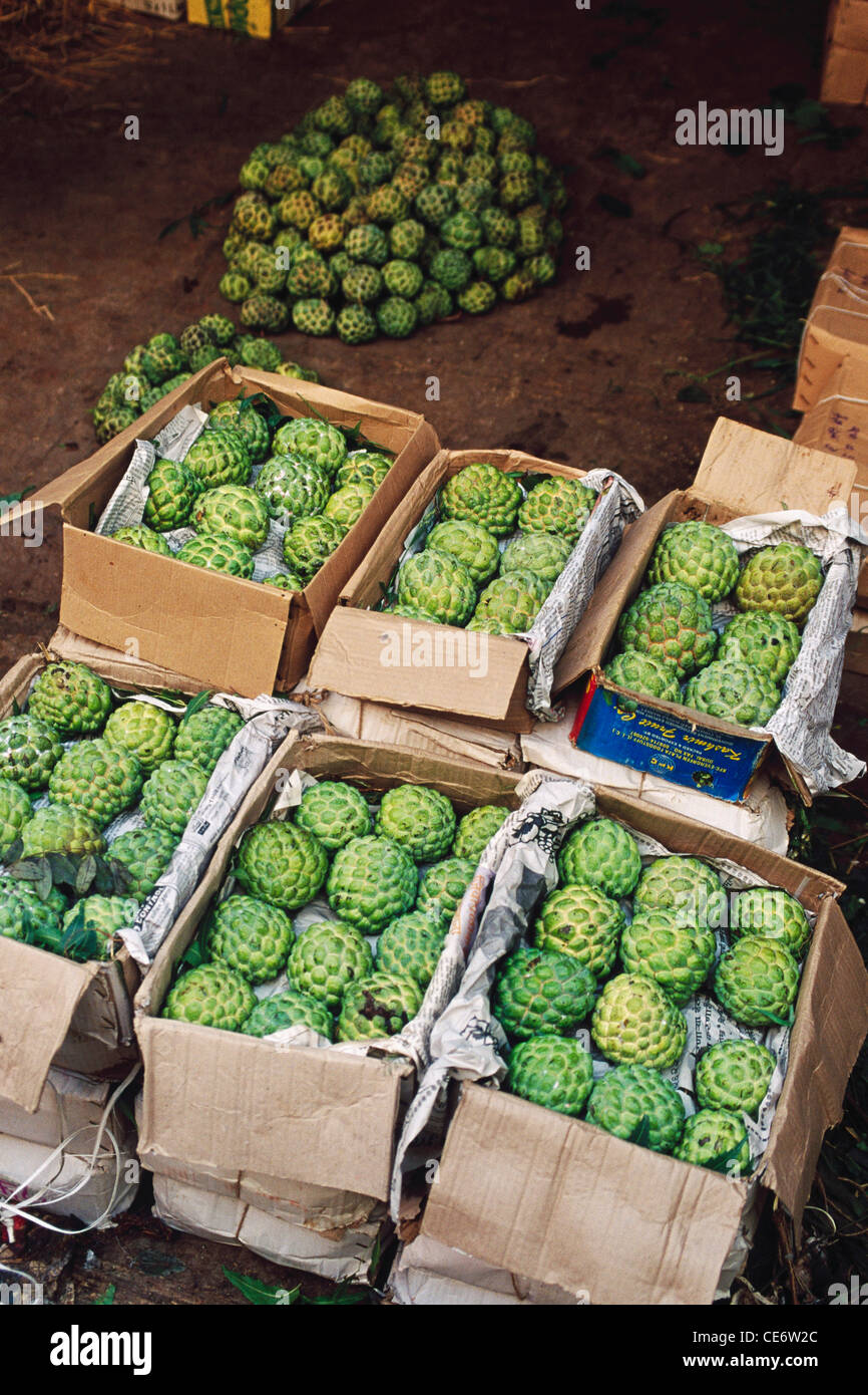 HMA 85252 : custard apple sitaphal fruit packed wholesale market vashi navi mumbai  maharashtra india Stock Photo