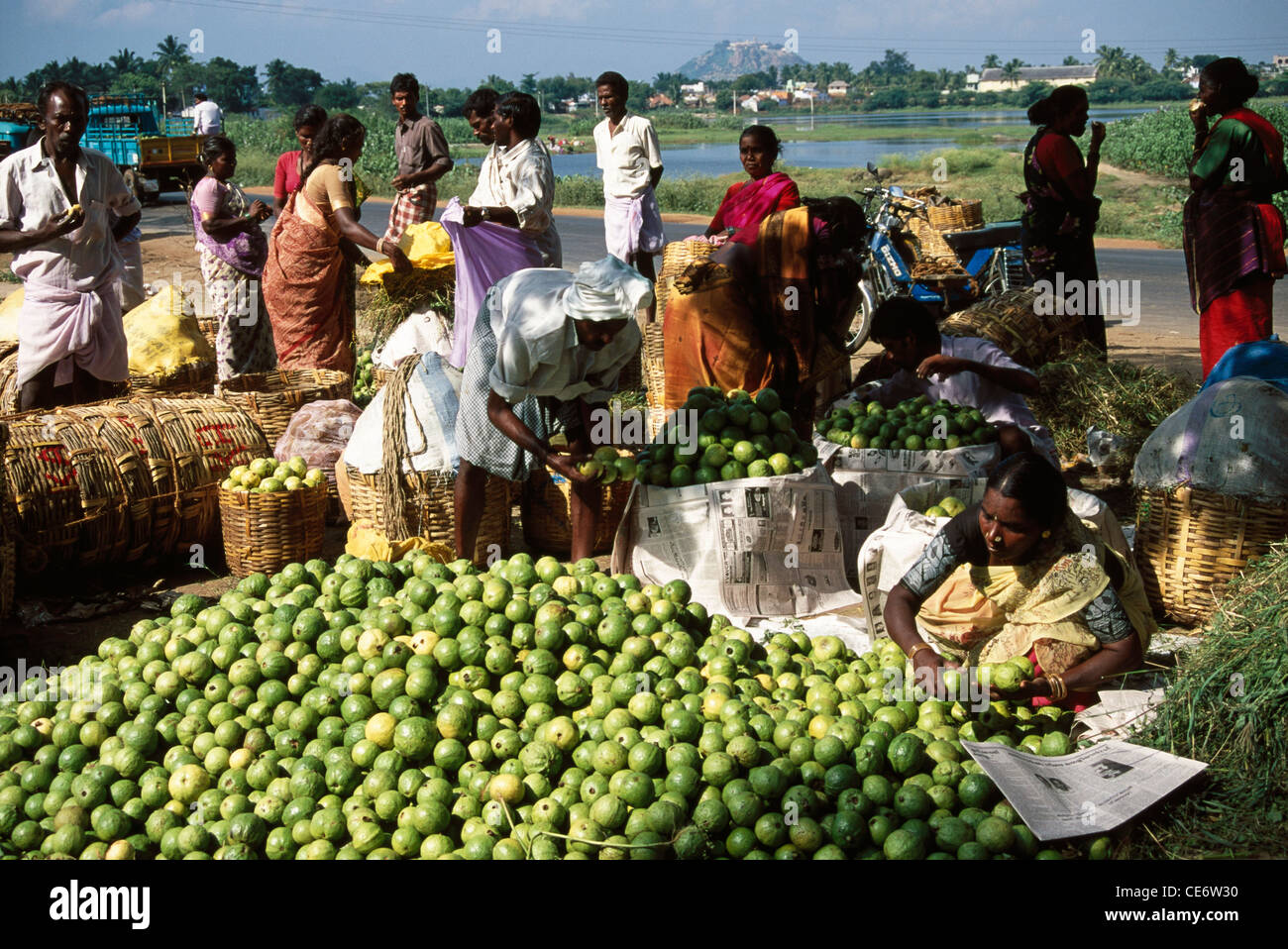 MAA 85243 : guava fruit seller vendor market tamil nadu india Stock Photo