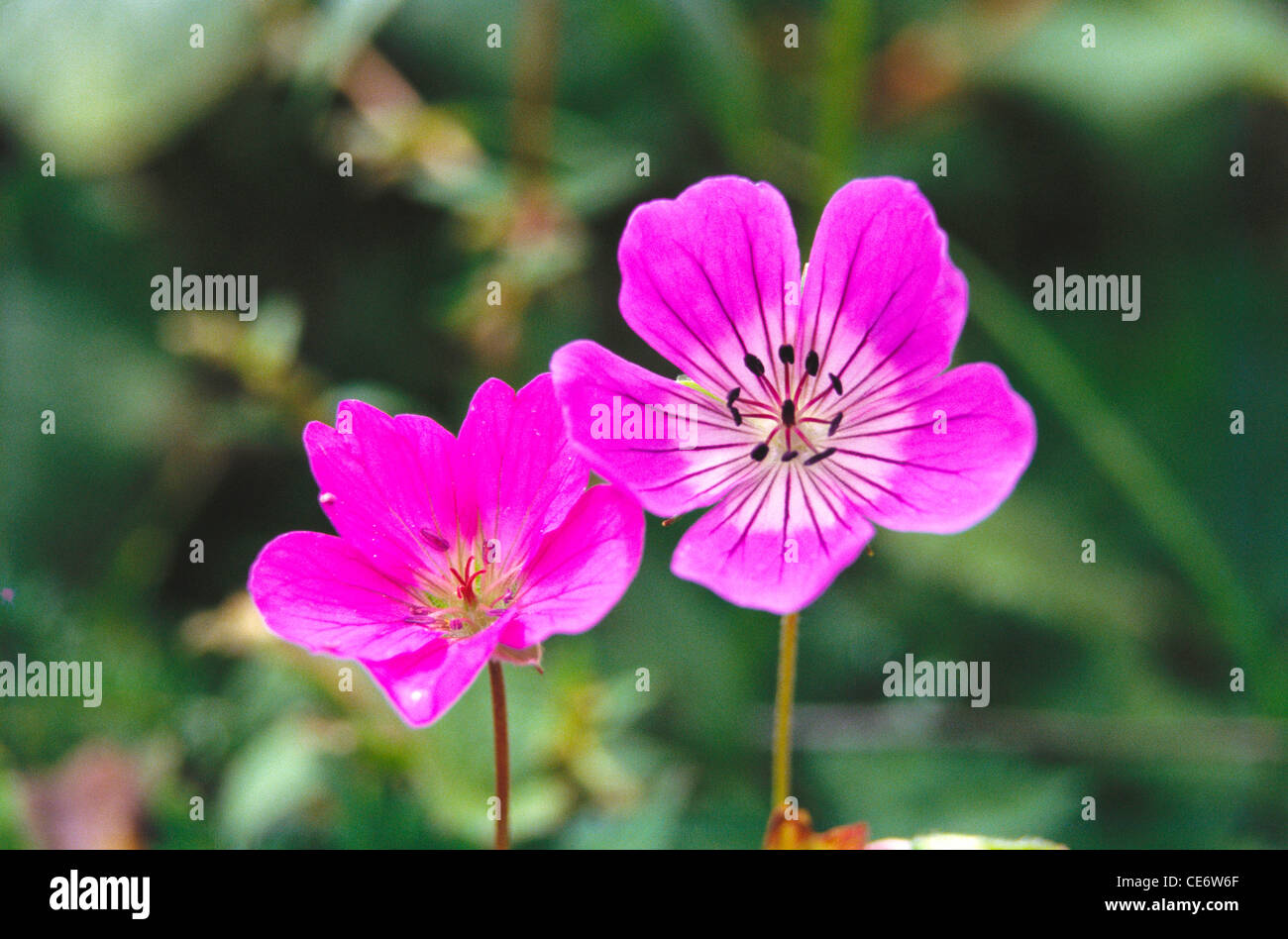 Geranium flowers valley of flower uttarakhand india Stock Photo Alamy