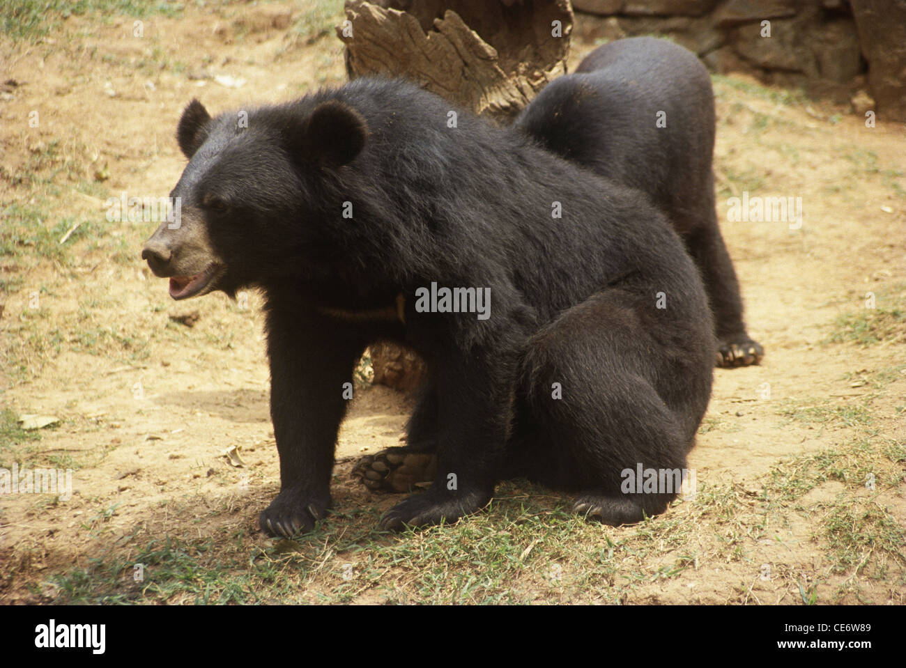 himalayan black bear ; Asian black bear ; Ursus thibetanus laniger ; india ; asia Stock Photo