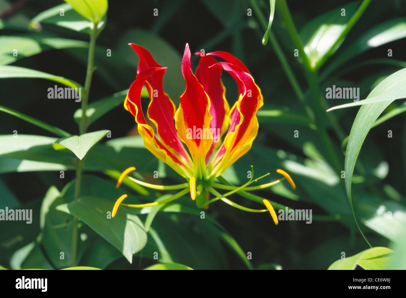 Glory lily, flame lily, climbing lily, creeping lily, gloriosa lily